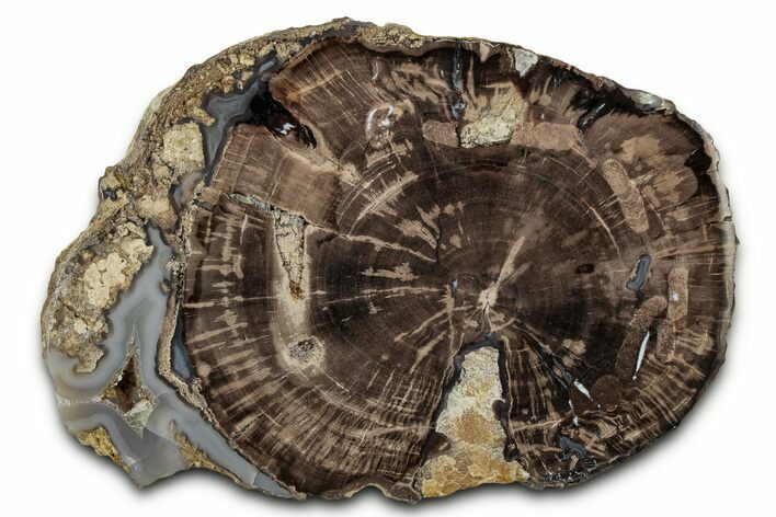 Petrified Wood (Schinoxylon) End-Cut - Blue Forest, Wyoming #334990
